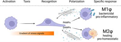 On the origin of the functional versatility of macrophages